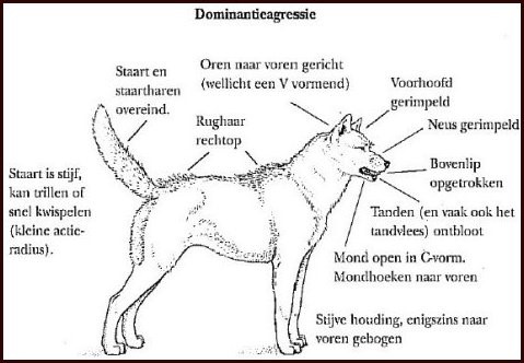 kindhond007