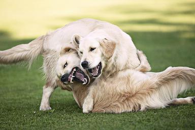 Tandheelkundig Federaal Tien jaar Spel of gevecht bij honden – DAP ARGUS